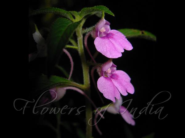 Hairy Fruit Balsam